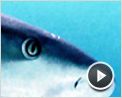 Les Seigneurs de la mer Extrait vidéo VO