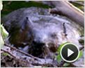 Mèche Blanche, les aventures du petit castor Extrait vidéo