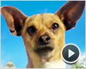 Le Chihuahua de Beverly Hills Bande-annonce