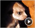 La Famille Suricate Extrait vidéo VF