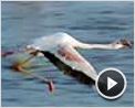 Les Ailes pourpres : le mystère des flamants Bande-annonce