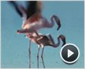 Les Ailes pourpres : le mystère des flamants Bande-annonce (2)