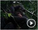 Chimpanzés Bande-annonce VF