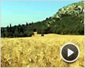 Moi, Van Gogh Extrait vidéo (6)