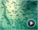 Océans Extrait vidéo