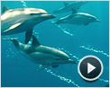 Océans Extrait vidéo (6)