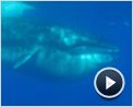 Voyage sous les mers 3D Extrait vidéo (3) VF