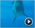 Voyage sous les mers 3D Bande-annonce (2) VF