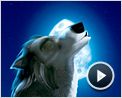 Alpha & Omega - 3D Teaser VF