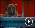 Comme chiens et chats - La Revanche de Kitty Galore Extrait vidéo (2) VF