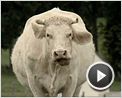 Bovines Teaser