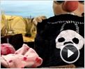 Gros pois et Petit point Extrait vidéo (3)