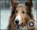 Photo : Lassie Bande-annonce VF