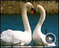 Photo : Les Animaux amoureux Bande-annonce