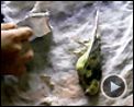 Photo : Jindabyne, Australie Extrait vidéo (3) VO