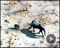 Photo : Un jour sur Terre Extrait vidéo (3) VF