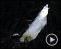 Photo : Un jour sur Terre Extrait vidéo (8) VF