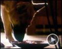 Photo : Je suis une légende Extrait vidéo VF