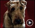 Photo : Rex, chien pompier Bande-annonce VF