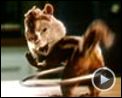 Photo : Alvin et les Chipmunks Extrait vidéo (4) VF