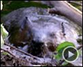 Photo : Mèche Blanche, les aventures du petit castor Extrait vidéo