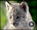 Photo : Mèche Blanche, les aventures du petit castor Extrait vidéo (2)