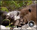 Photo : Mèche Blanche, les aventures du petit castor Extrait vidéo (3)