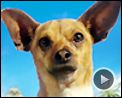 Photo : Le Chihuahua de Beverly Hills Bande-annonce