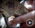 Photo : L'Ours Bande-annonce