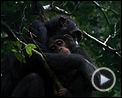 Photo : Chimpanzés Bande-annonce VF