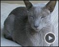 Photo : Le Chat du rabbin Making Of
