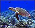 Photo : Voyage sous les mers 3D Extrait vidéo VF