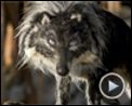 Photo : Pierre et le loup Extrait vidéo (2)