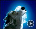 Photo : Alpha & Omega - 3D Teaser VF