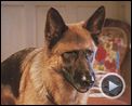 Photo : Comme chiens et chats - La Revanche de Kitty Galore Teaser VO
