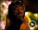 Photo : Zookeeper Extrait vidéo (3) VF