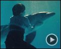 Photo : L'Incroyable histoire de Winter le dauphin Bande-annonce (2) VF