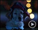 Photo : Les Copains et la légende du chien maudit Teaser VF