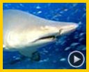 Photo : Deep Sea dansons sous la mer Bande-annonce VO