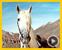 Photo : Lucky Luke Teaser (3)