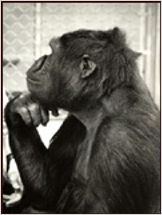 Koko, le gorille qui parle