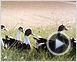Le Bonheur est dans le pré Bande-annonce