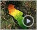 Rivers and Tides Extrait vidéo VF
