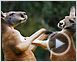 Les Animaux amoureux Extrait vidéo