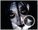 The Grudge 2 Teaser (2) VF
