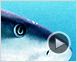 Les Seigneurs de la mer Extrait vidéo VO