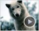 Survivre avec les loups Bande-annonce