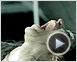 Eden Log Teaser VF
