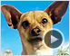 Le Chihuahua de Beverly Hills Bande-annonce