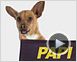 Le Chihuahua de Beverly Hills Teaser